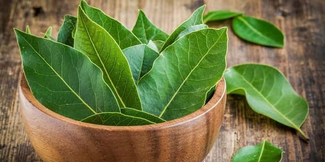 Foodelphi.com defne yaprağı