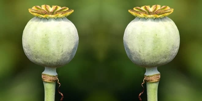 Foodelphi.com poppy haşhaş