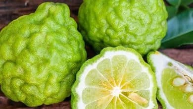 foodelphi-bergamot
